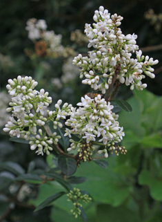 European Privet