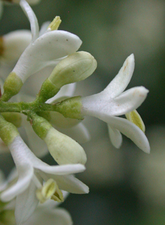 European Privet