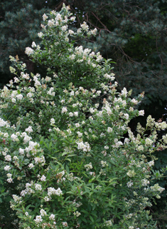 European Privet