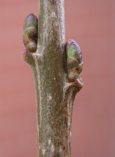 European Privet
