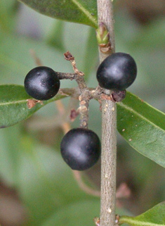 European Privet