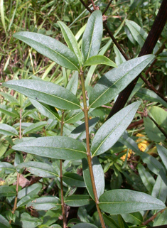 European Privet