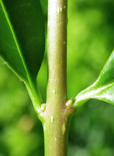European Privet