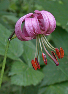 Martagon Lily