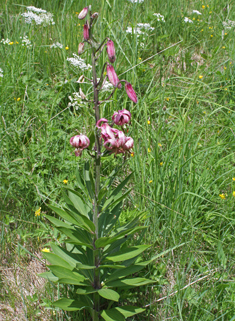 Martagon Lily
