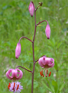 Martagon Lily