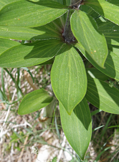 Martagon Lily