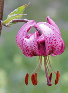 Martagon Lily