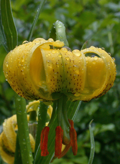 Pyrenean Lily
