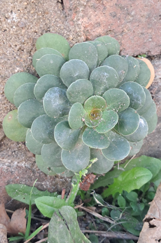 Sicilian Sea-lavender