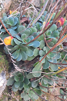 Sicilian Sea-lavender
