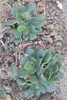 Sicilian Sea-lavender