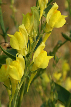Balkan Toadflax