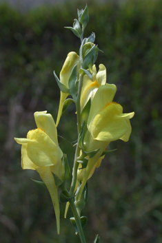 Balkan Toadflax
