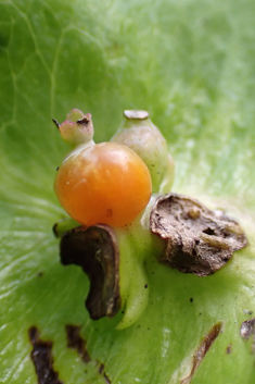 Perfoliate Honeysuckle