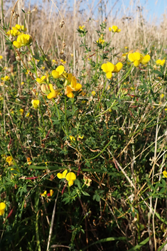 Common Bird's-foot-trefoil