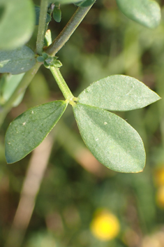 Common Bird's-foot-trefoil