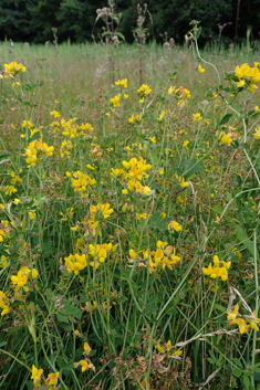 Greater Bird's-foot-trefoil