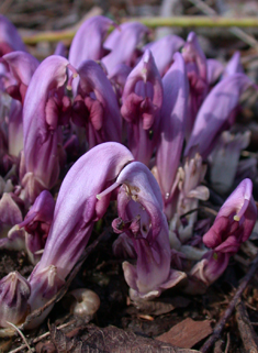 Purple Toothwort