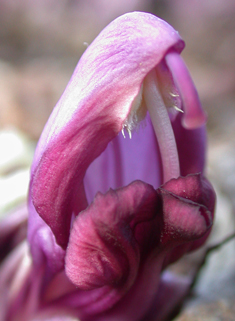 Purple Toothwort