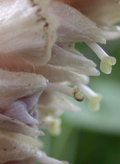Common Toothwort