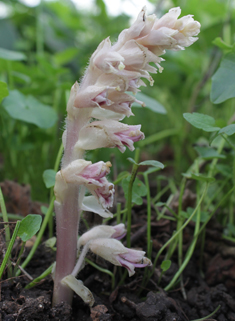 Common Toothwort