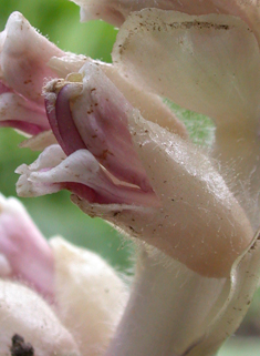 Common Toothwort
