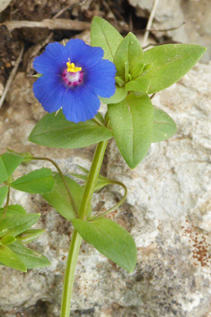 Löfling's Pimpernel