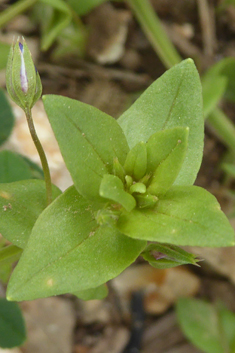 Löfling's Pimpernel