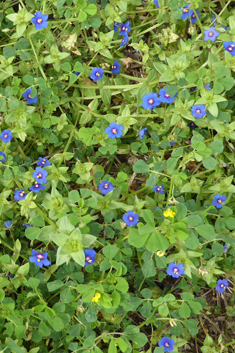 Löfling's Pimpernel