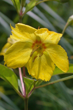 Fringed Loosestrife