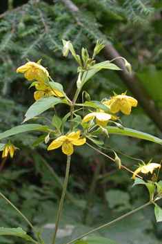 Fringed Loosestrife