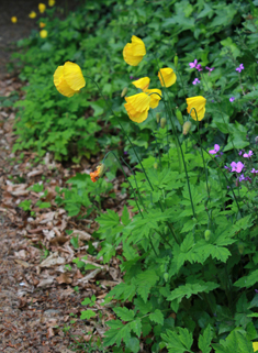 Welsh Poppy