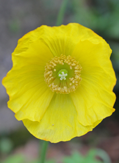 Welsh Poppy