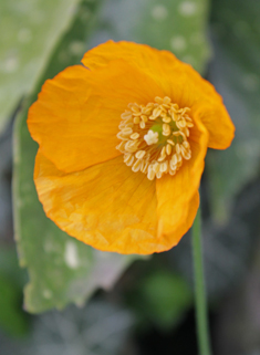 Welsh Poppy