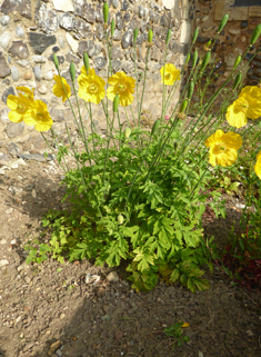 Welsh Poppy