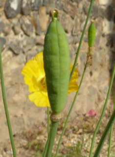 Welsh Poppy