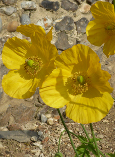 Welsh Poppy