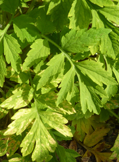 Welsh Poppy
