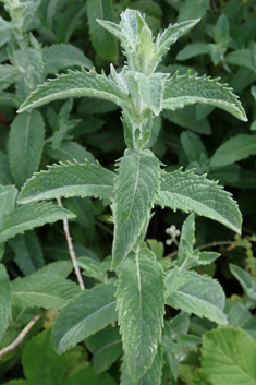 Sharp-toothed Mint