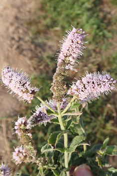 Sharp-toothed Mint