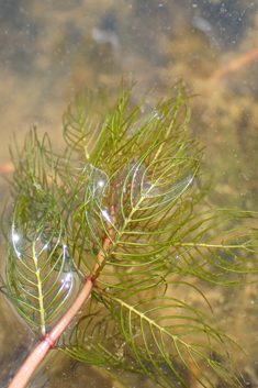 Spiked Water-milfoil