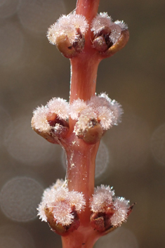 Spiked Water-milfoil