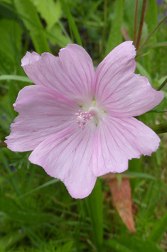 Common Musk Mallow