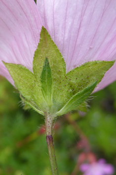 Common Musk Mallow