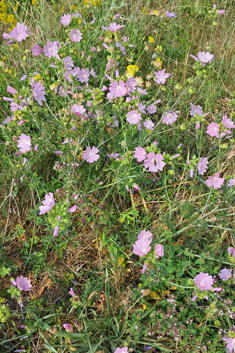 Common Musk Mallow