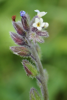 White Changing Forget-me-not