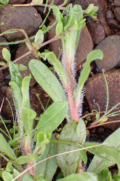 Creeping Forget-me-not