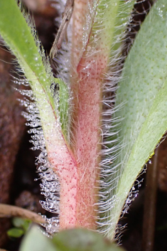 Creeping Forget-me-not