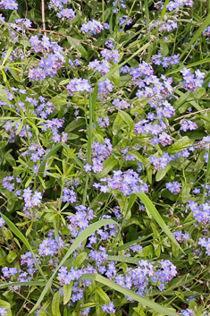Wood Forget-me-not